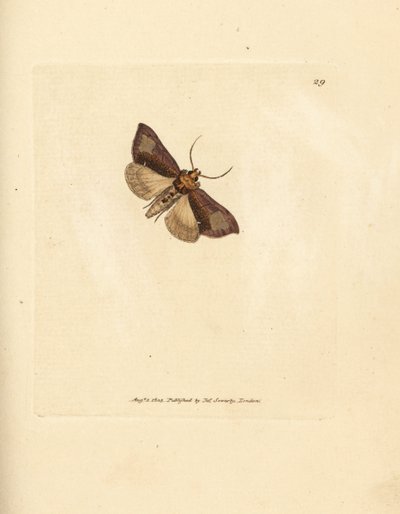 Smala polerade brassels, Thysanoplusia orichalcea (Yorkshire polerade brasselsmal; Phalaena Noctua aerifera). Handkolorerad kopparstick av James Sowerby från The British Miscellany, eller färgade figurer av nya, sällsynta eller föga kända djursulor av James Sowerby