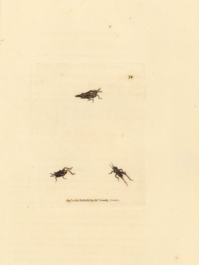 Smal gräshoppa, Tetrix subulata (AWL-formad akrydium, Acrydium subulatum). Handkolorerad kopparstick av James Sowerby från The British Miscellany, eller färgade figurer av nya, sällsynta eller föga kända djurämnen. av James Sowerby