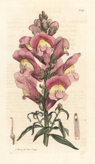 Snapdragon, Antirrhinum majus Handkolorerad kopparstick efter en illustration av James Sowerby från James Smith