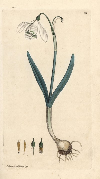 Snödroppe, Galanthus nivalis. Handkolorerad kopparstick efter en illustration av James Sowerby från James Smith