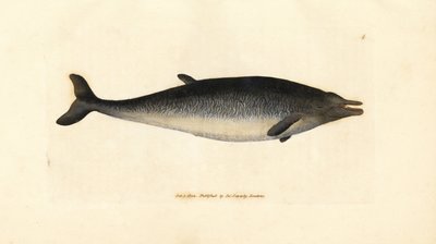 Sowerbys näbbval, Mesoplodon bidens (Physeter bidens, tvåtandad kaskelot). Handkolorerad kopparstick av James Sowerby från The British Miscellany, eller färgade figurer av nya, sällsynta eller föga kända djurämnen. av James Sowerby