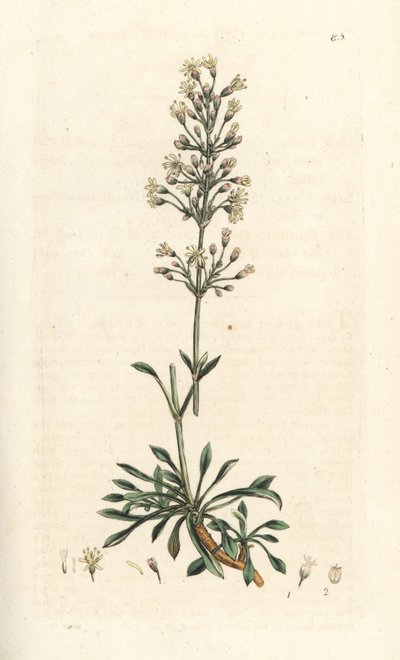 Spansk fångfluga, Silene otites (spansk campion, Cucubalus otites) (silene och små blad) Handfärgad kopparstick efter en illustration av James Sowerby från James Smith