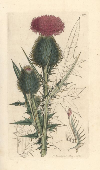 Spjuttistel, Cirsium vulgare (Carduus lanceolatus) (Common Cirse) Handkolorerad kopparstick efter en illustration av James Sowerby från James Smith