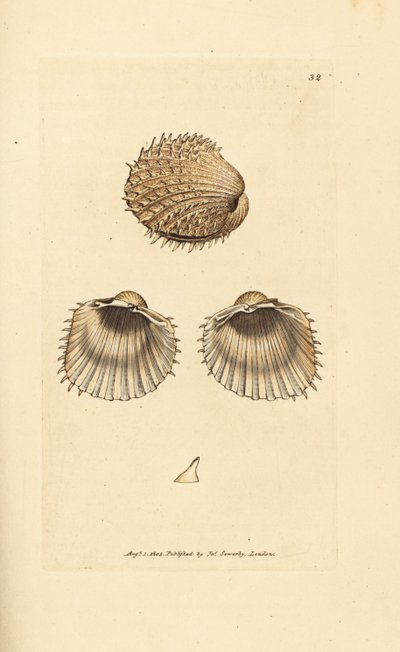 Taggig hjärtmussla, Acanthocardia aculeata (Cardium spinosum). Handkolorerad kopparstick av James Sowerby från The British Miscellany, eller färgade figurer av nya, sällsynta eller föga kända djurämnen. av James Sowerby