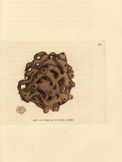 Svamp, Haliclona cinerea (Annullerad svamp, Spongia cancellata). Handkolorerad kopparstick av James Sowerby från The British Miscellany, eller färgade figurer av nya, sällsynta eller föga kända djurämnen. av James Sowerby