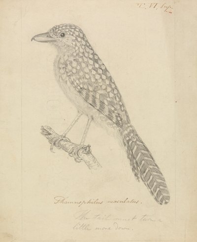 Fläckryggad myrshike av James Sowerby