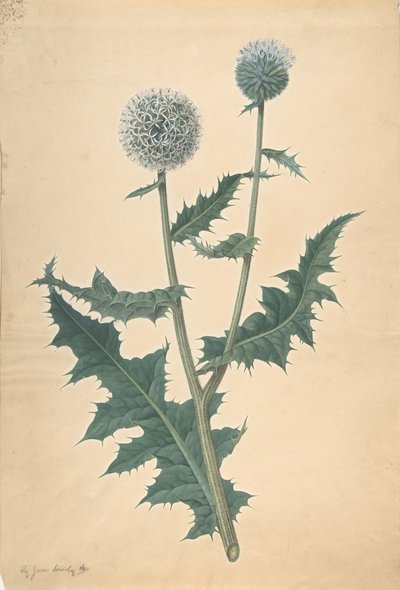 Studie av en tistel, före 1822. av James Sowerby