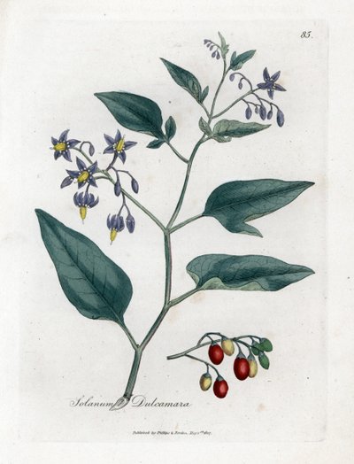 Sweet bitter eller sweet bitter nightshade - Woody nightshade, Solanum dulcamara. Handfärgad kopparstick från en botanisk illustration av James Sowerby från William Woodville och Sir William Jackson Hookers "" Medical Botany", John Bohn, London av James Sowerby