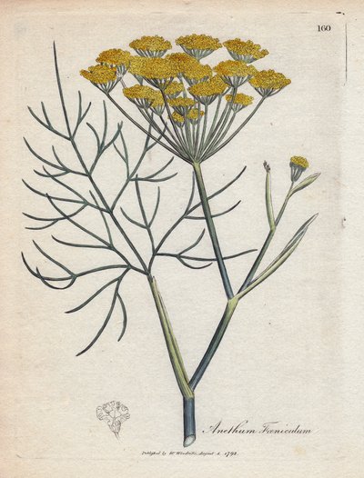 Söt fänkål (eller Provence fänkål). Handfärgad kopparstick från en teckning av James Sowerby (1757-1822), i Botanique Medicinale av James Sowerby