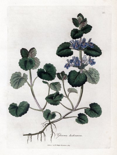 Terrestrial Ivy - Markmurgröna, Glecoma hederacea. Handfärgad kopparstick från en botanisk illustration av James Sowerby från William Woodville och Sir William Jackson Hookers "" Medical Botany,"" John Bohn, London av James Sowerby