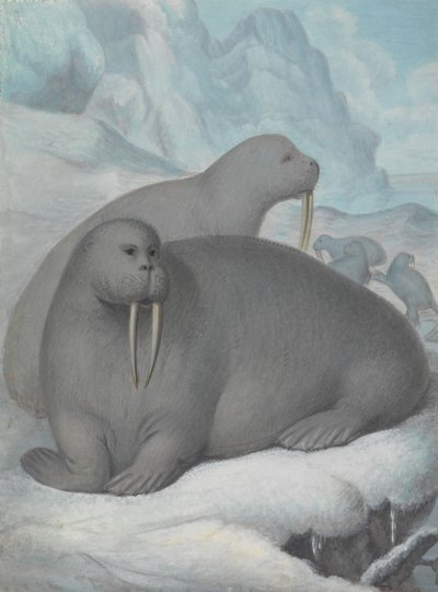  av James Sowerby