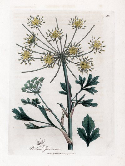 Variete umbellifere-producerande hartsgummi - Lövbladsbubbla, Bubon galbanum. Handfärgad kopparstick från en botanisk illustration av James Sowerby från William Woodville och Sir William Jackson Hookers "" Medical Botany", John Bohn, London av James Sowerby