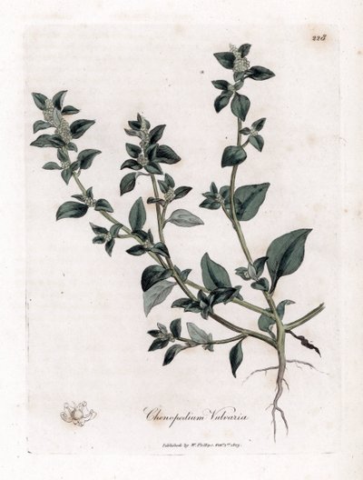 Vuvaire - Stinkande gåsfot, Chenopodium vulvaria. Handfärgad kopparstick från en botanisk illustration av James Sowerby från William Woodville och Sir William Jackson Hookers "" Medical Botany", John Bohn, London av James Sowerby