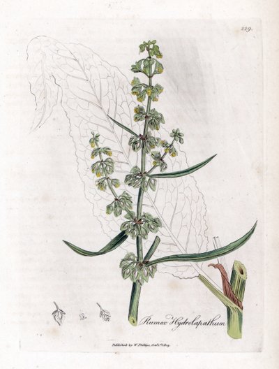 Water Patience eller Aquatic Patience - Stor vattenbrygga, Rumex hydrolapathum. Handfärgad kopparstick från en botanisk illustration av James Sowerby från William Woodville och Sir William Jackson Hookers "" Medical Botany", John Bohn, London av James Sowerby