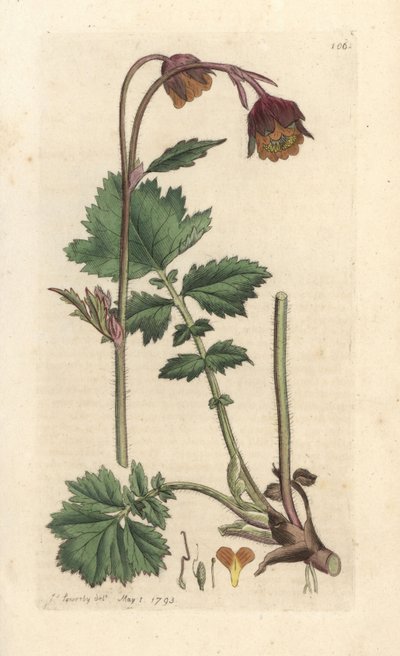 Water avens, Geum rivale Handkolorerad kopparstick efter en illustration av James Sowerby från James Smith