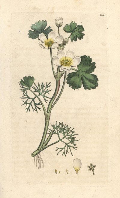 Vattenkråkfot, Ranunculus aquatilis (Aquatic Buttercup) Handfärgad kopparstick efter en illustration av James Sowerby från James Smith