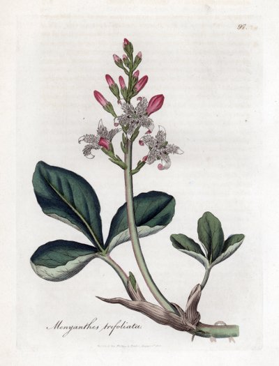 Vattentrefoil eller bockböna, Menyanthes trifoliata. Handfärgad kopparstick från en botanisk illustration av James Sowerby från William Woodville och Sir William Jackson Hookers "" Medical Botany", John Bohn, London av James Sowerby