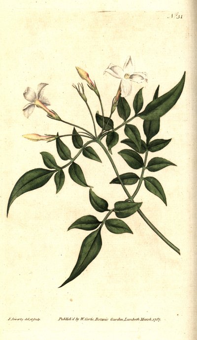 White Jasmine (eller Jasmine officinal) - Vanlig jasmin eller jessamin, Jasminum officinale. Handkolorerad kopparstick och botanisk illustration av James Sowerby från William Curtis