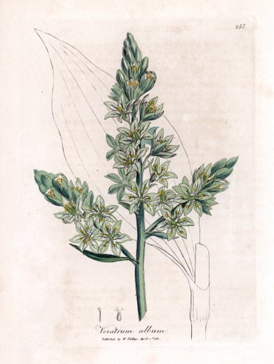 White Veratre (tidigare white hellebore) - White hellebore, Veratrum album. Handfärgad kopparstick från en botanisk illustration av James Sowerby från William Woodville och Sir William Jackson Hookers "" Medical Botany", John Bohn, London av James Sowerby