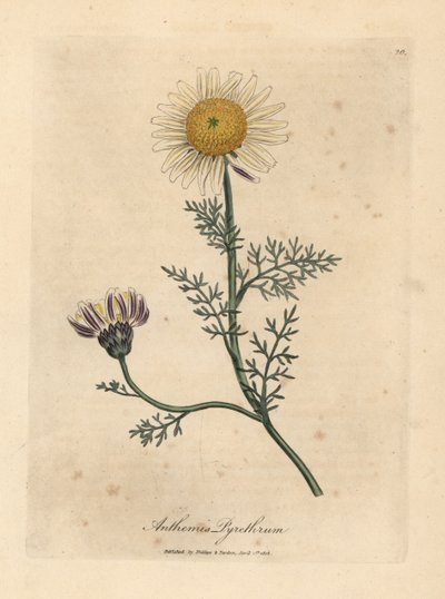 Vit och gul spansk kamomill, Anthemis pyrethrum av James Sowerby