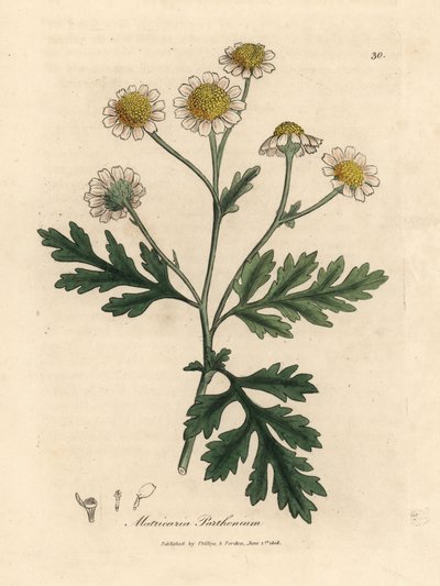 Vit- och gulblommiga febertabbe, Matricaria parthenium av James Sowerby