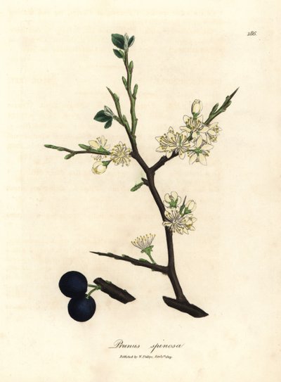 Vit blomma och blå bär av slånbärsträdet, Prunus spinosa av James Sowerby
