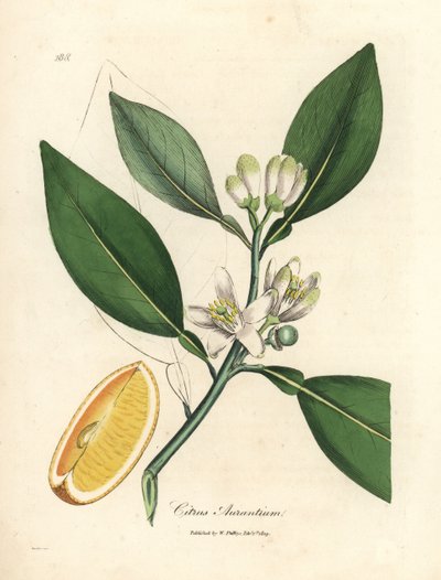 Vit blomma och mogen frukt segment av apelsinträdet, Citrus aurantium av James Sowerby
