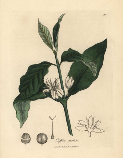Vit blomma, blad och böna från kaffeväxten Coffea arabica av James Sowerby