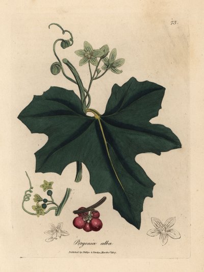 Vitblommig bryony, Bryonia alba av James Sowerby