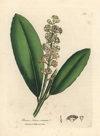 Vitblommigt körsbärslagerträd, Prunus laurocerasus av James Sowerby
