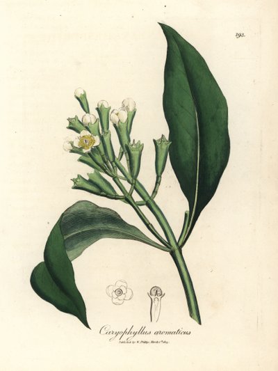 Vitblommigt kryddnejlika kryddträd, Caryophyllus aromaticus av James Sowerby