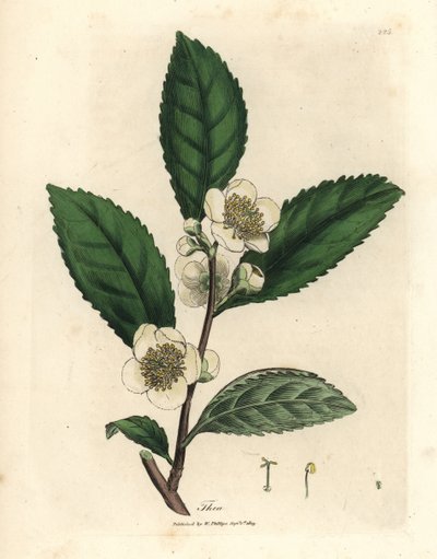 Vita blommor och gröna teblad, Thea bohea, Camellia sinensis av James Sowerby