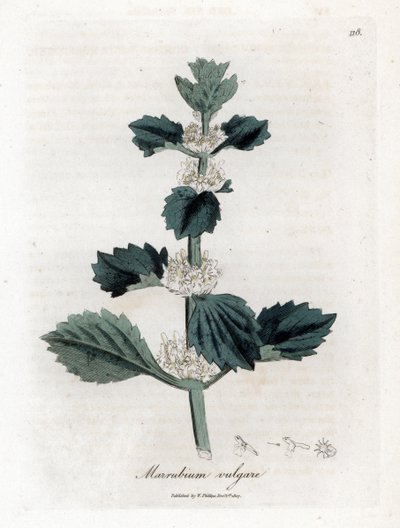 Vit eller vanlig marrube - Vit horehound, Marubium vulgare. Handfärgad kopparstick från en botanisk illustration av James Sowerby från William Woodville och Sir William Jackson Hookers "" Medical Botany,"" John Bohn, London av James Sowerby