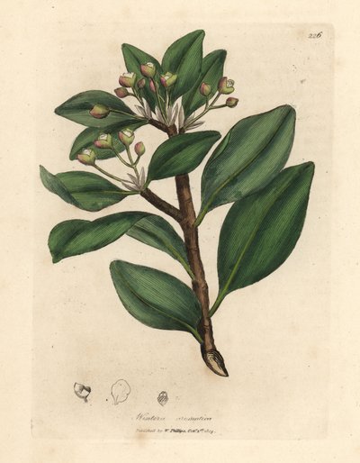 Vinterbarkträd, Wintera aromatica, Drimys winteri av James Sowerby
