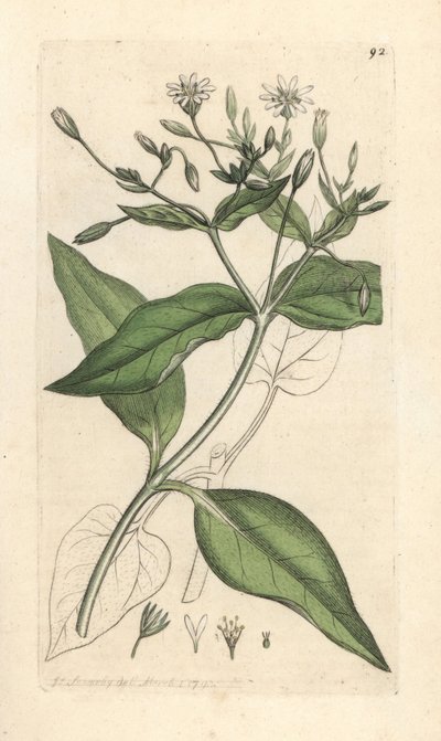 Trästickor, Stellaria nemorum Handkolorerad kopparstick efter en illustration av James Sowerby från James Smith