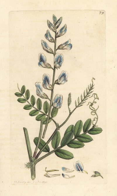 Trävicker, Vicia sylvatica (vesce des bois) Handkolorerad kopparstick efter en illustration av James Sowerby från James Smith
