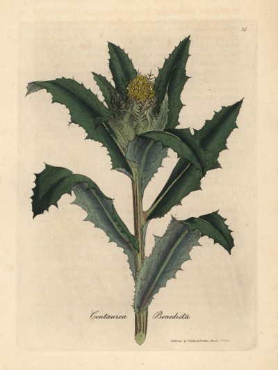 Gulblommig välsignad eller helig tistel, Centaurea benedicta av James Sowerby