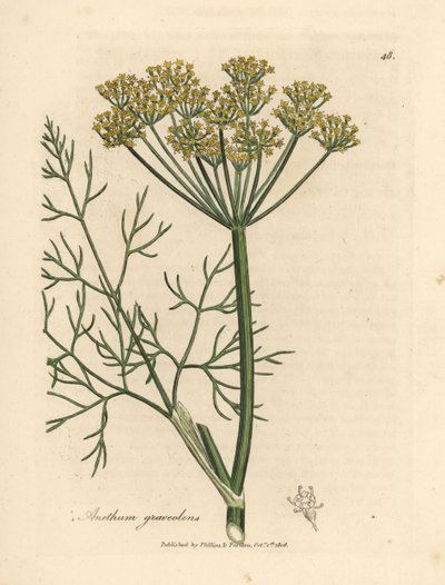 Gulblommig dill, Anethum graveolens av James Sowerby