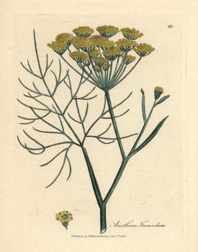 Gulblommig fänkål, Anethum foeniculum av James Sowerby