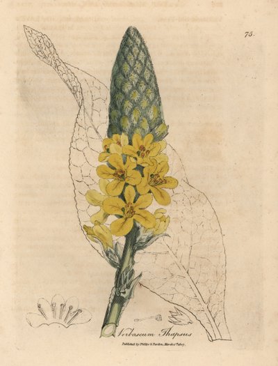 Gulblommig stor bredbladig mullein, Verbascum thapsus av James Sowerby
