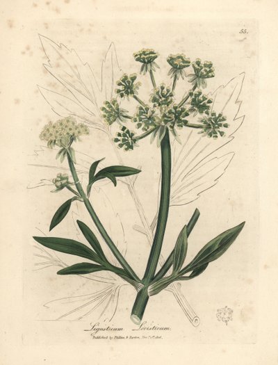 Gulblommig libbsticka, Ligusticum levisticum av James Sowerby