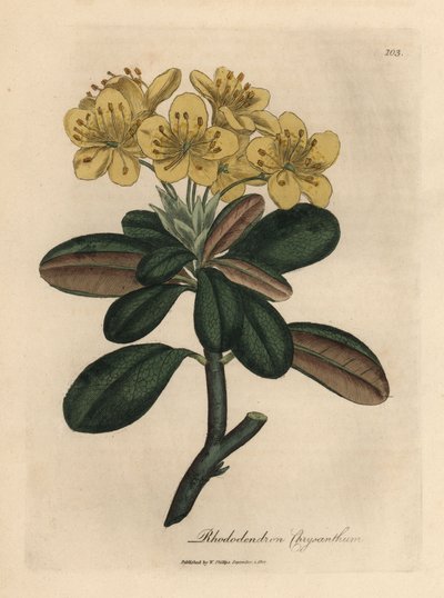 Gulblommig rhododendron, Rhododendron krysantemum av James Sowerby