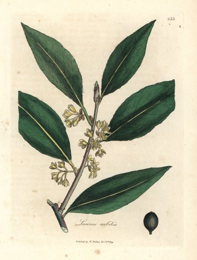 Gulblommiga söta lagerblad, Laurus nobilis av James Sowerby