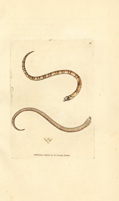 Ung slät orm, Coronella austriaca (Dumfriesshire orm, Coluber dumfrisiensis). Handkolorerad kopparstick av James Sowerby från The British Miscellany, eller färgade figurer av nya, sällsynta eller föga kända djurämnen. av James Sowerby