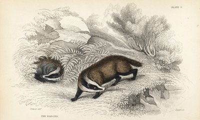Europeisk grävling, Meles meles (Meles taxus). Handfärgad stålstick av Lizars efter en illustration av James Stewart från William Jardines Naturalist