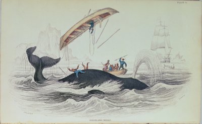 Greenland Whale, bokillustration graverad av William Home Lizars (1788-1859) av James Stewart