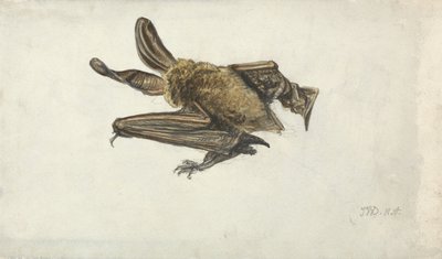 A Bat (penna och akvarell på papper) av James Ward