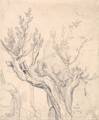 A Gnarled Tree av James Ward