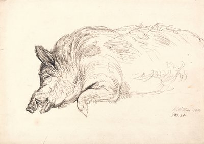 Ett vildsvin, sovande eller död, 1814 av James Ward