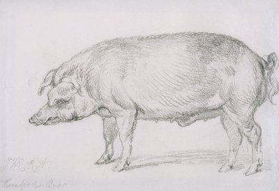 Hereford Boar, c.1803-04 (penna på papper) av James Ward